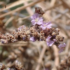 Limonium malacitanum