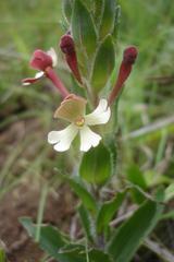 Zaluzianskya microsiphon