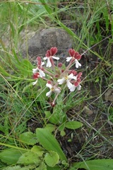 Zaluzianskya microsiphon