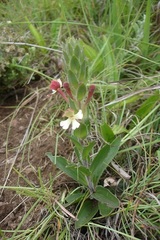 Zaluzianskya microsiphon