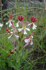 Zaluzianskya microsiphon