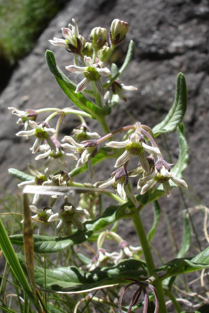 Schizoglossum hilliardiae