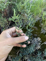 Pellaea ternifolia