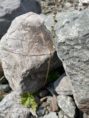 Pectiantia pentandra