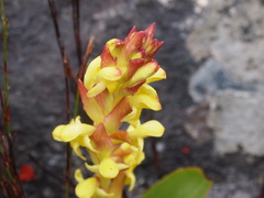 Disa comosa