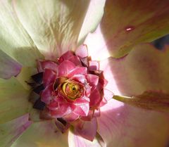 Leucadendron tinctum