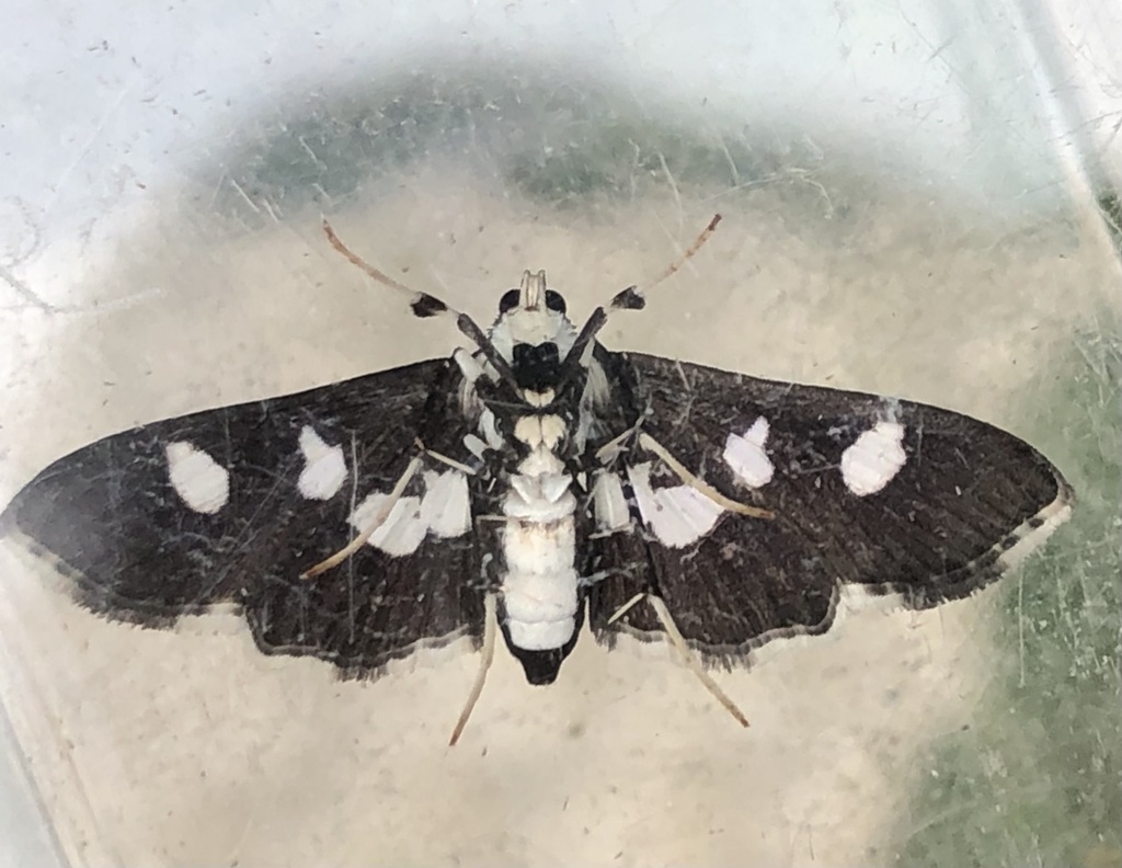 Grape Leaf Folder Moth