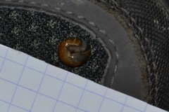 Oxychilus navarricus