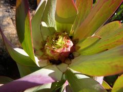 Leucadendron tinctum