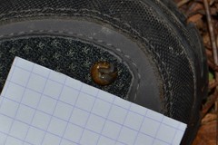 Oxychilus navarricus