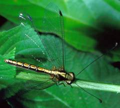 Ascalohybris subjacens