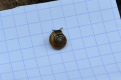 Oxychilus navarricus