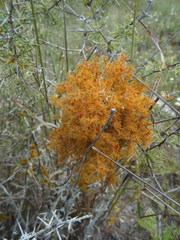 Teloschistes puber