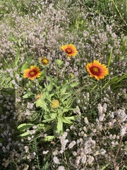 Gaillardia pulchella