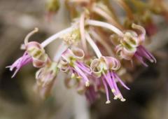 Ledebouria luteola
