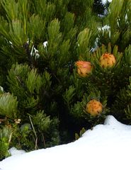 Leucadendron dregei