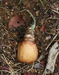 Ledebouria luteola