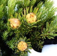 Leucadendron dregei