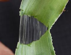 Ledebouria luteola