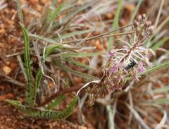Ledebouria luteola