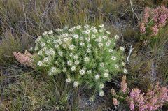 Leucadendron radiatum