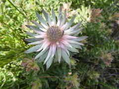 Leucadendron radiatum