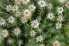Leucadendron radiatum