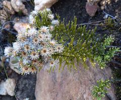 Dolichothrix ericoides