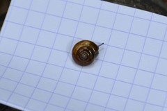 Oxychilus navarricus