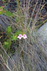 Adenandra fragrans