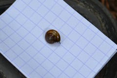 Oxychilus navarricus