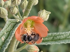 Calliopsis subalpina