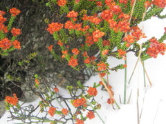 Erica petraea