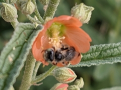 Calliopsis subalpina