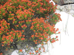 Erica petraea