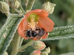 Calliopsis subalpina