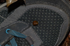 Oxychilus navarricus