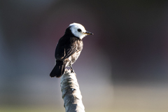 Arundinicola leucocephala