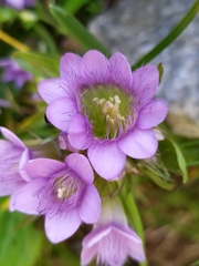 Gentianella ramosa