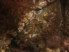 Haliotis corrugata