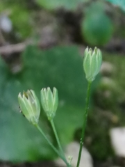 Lapsana communis
