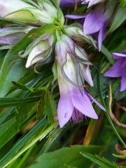 Gentianella ramosa