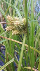 Carex retrorsa
