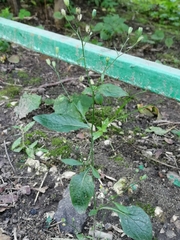 Lapsana communis