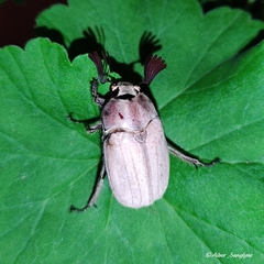 Melolontha furcicauda