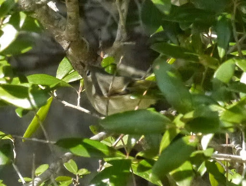 Ruby-crowned Kinglet photographed in South Carolina