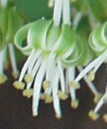 Ledebouria zebrina