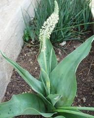 Ledebouria zebrina