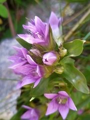 Gentianella ramosa