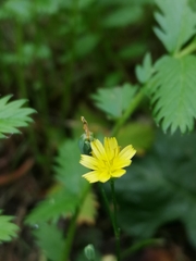 Lapsana communis